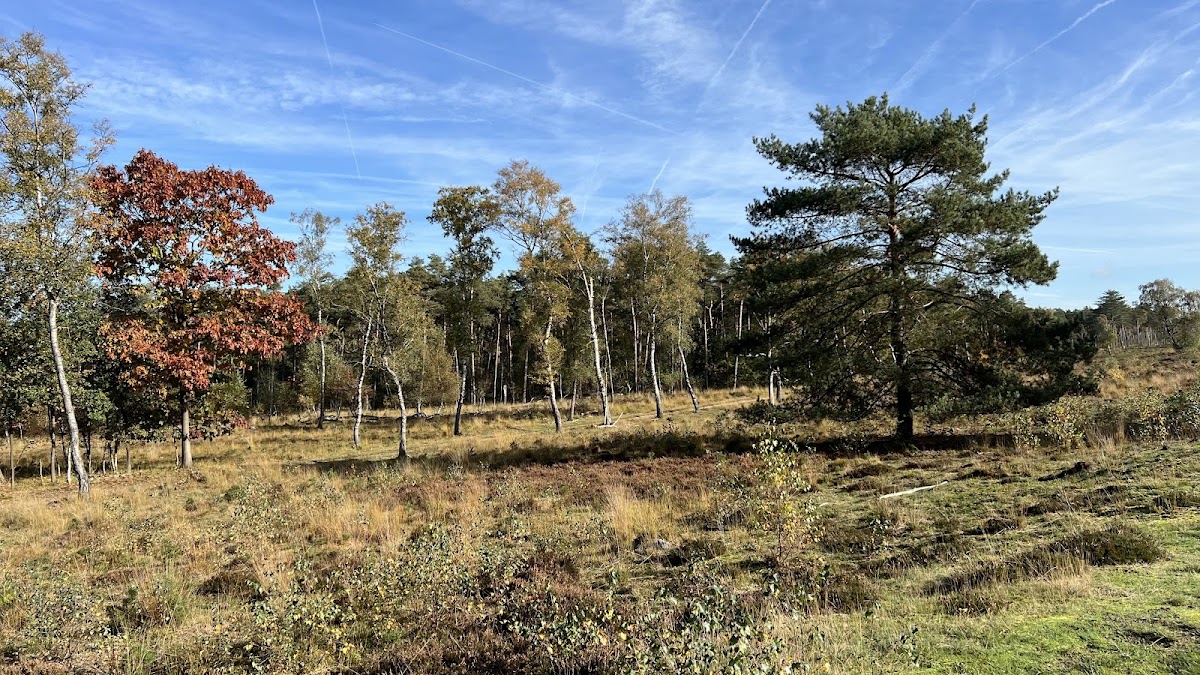 Doorn — Landschap met bomen en heide