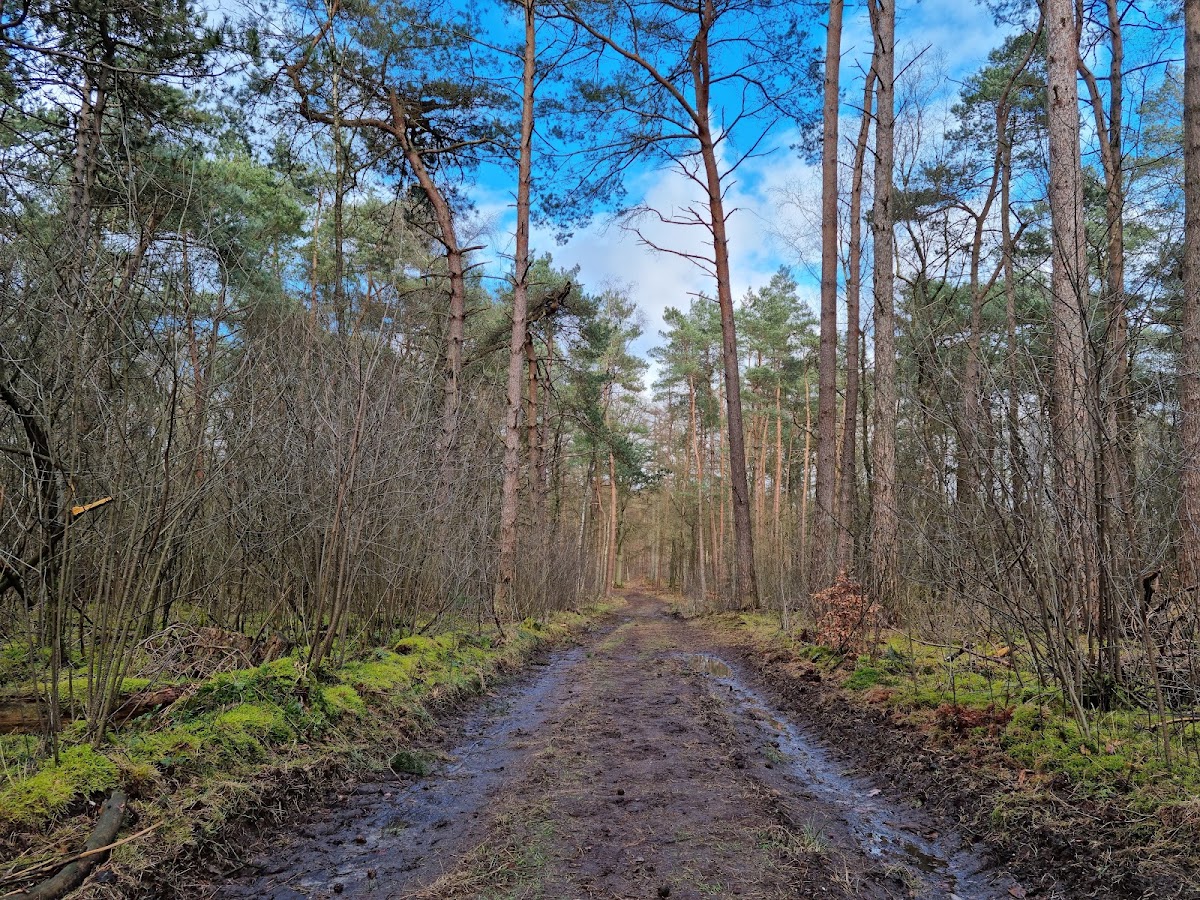 Doorn — Bospad tussen naaldbomen
