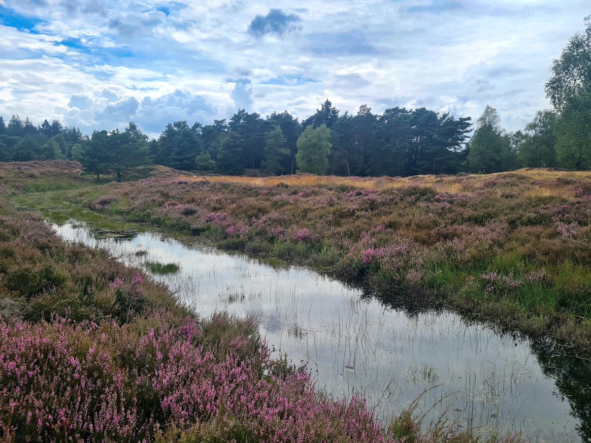 Doorn — Heidegebied met water en bloemen