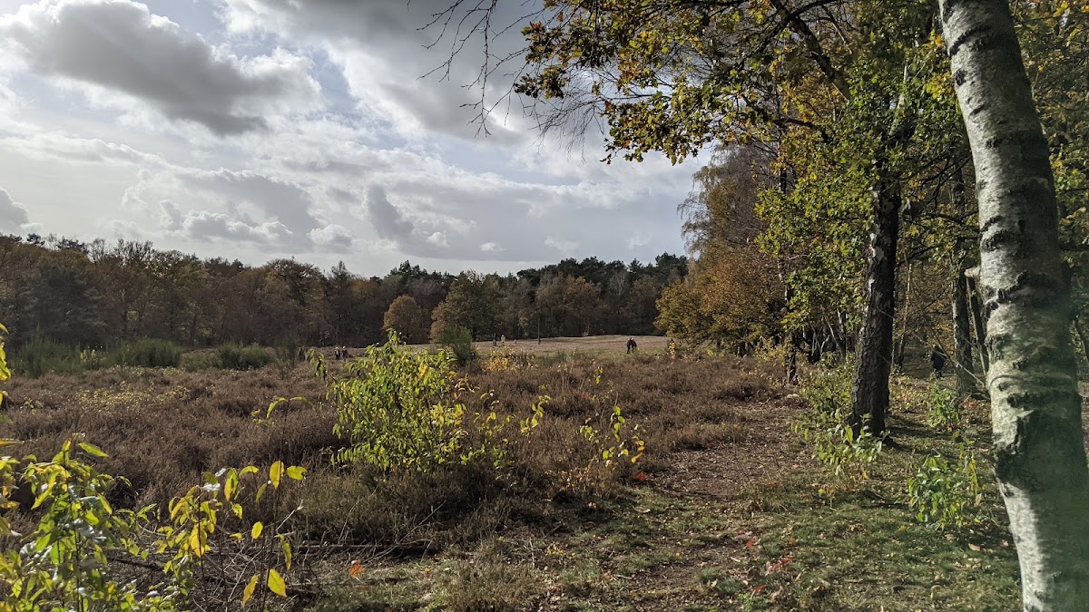 Doorn — Landschap met berken en heide