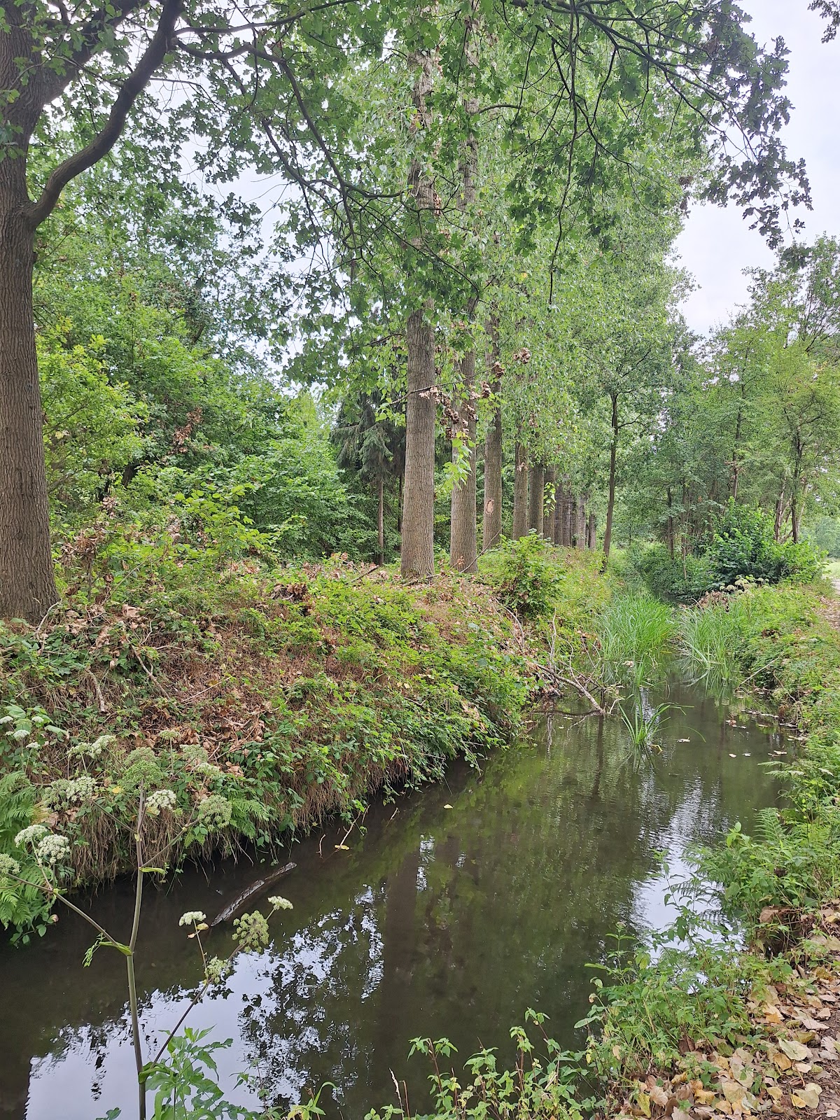 Eersel — Bosbeek met groene oevers en bomen