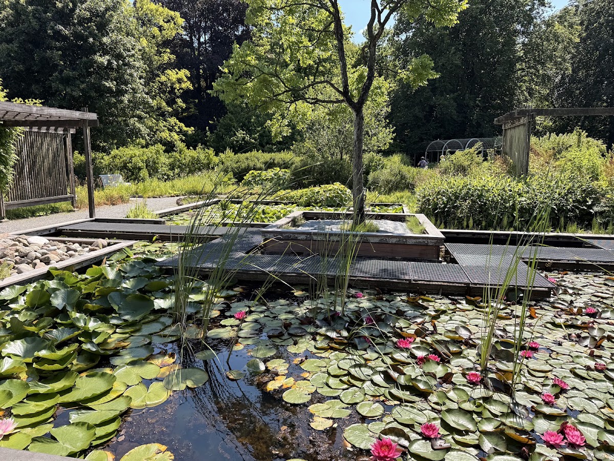 Haren — Waterpartij met waterlelies