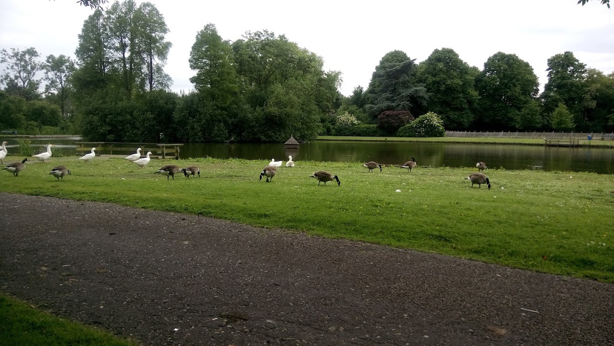 Haren — Weiland met grazende schapen
