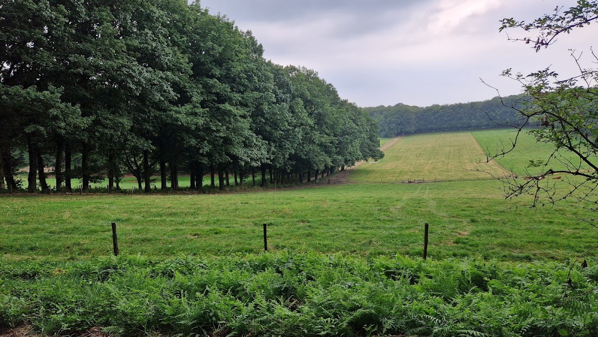Oosterbeek — Weiland met bomenrij