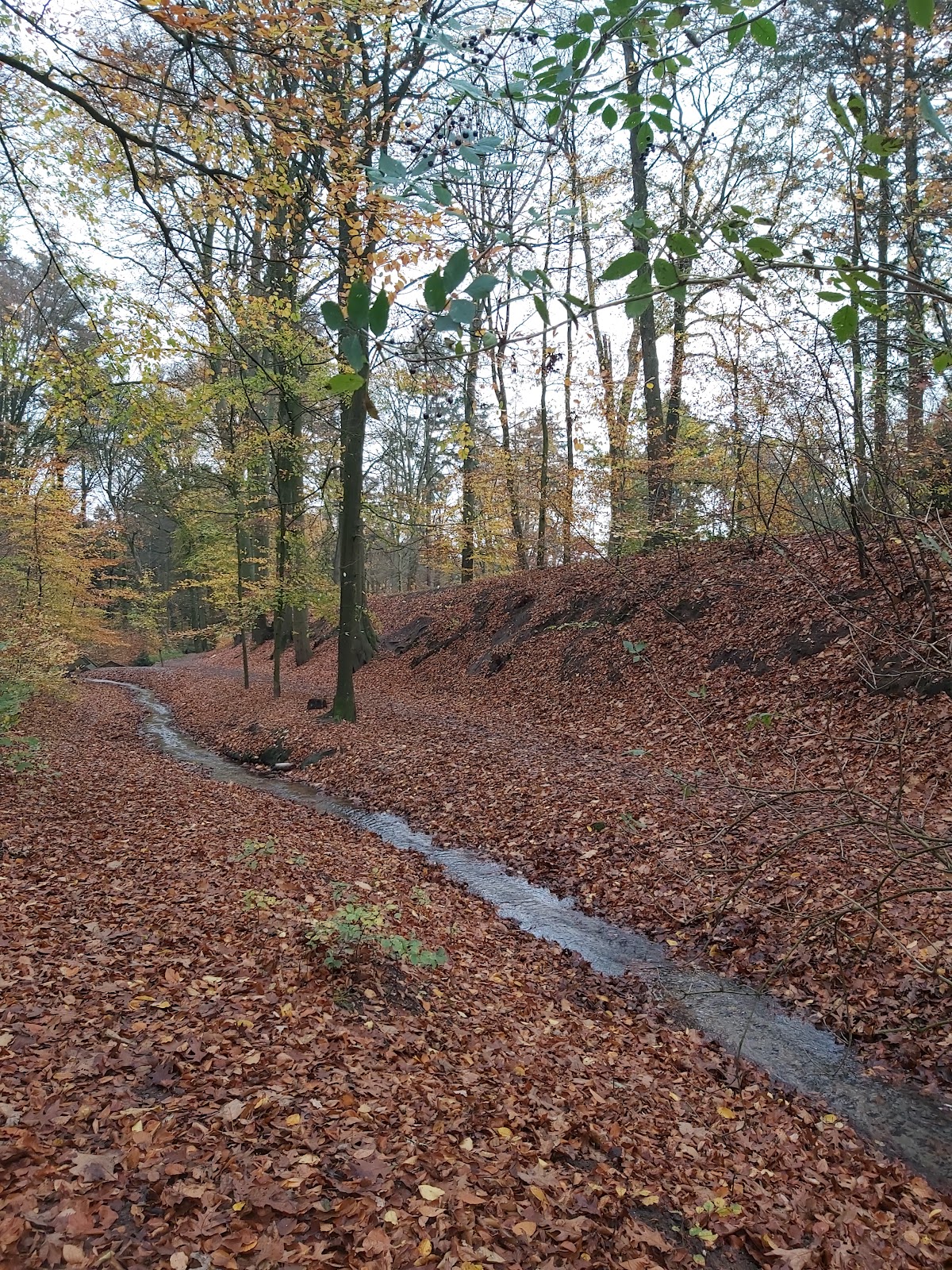 Oosterbeek — Bospad met beekje