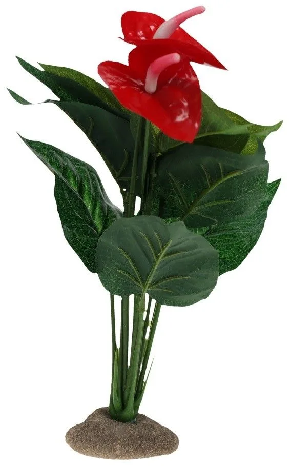 Terra Della - Anthurium Groen