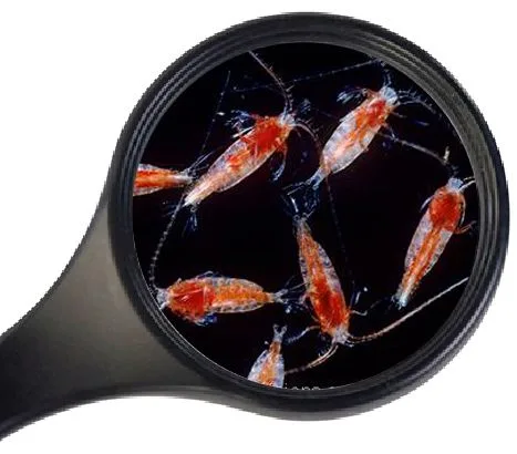 Levende Zeewater Copepoden 90ml