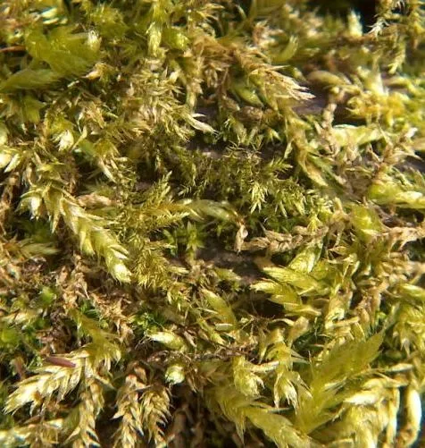 Nestmateriaal - Mos