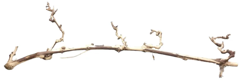 Druiventakken Dun