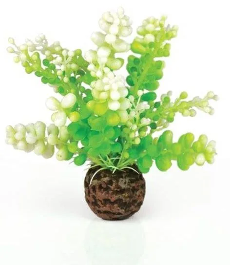 BiOrb Caulerpa Groen