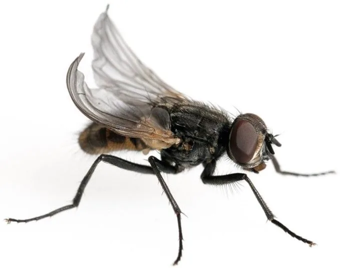 Repto Krulvliegen
