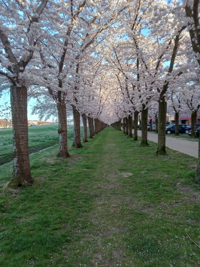 Almere Buiten — foto 4