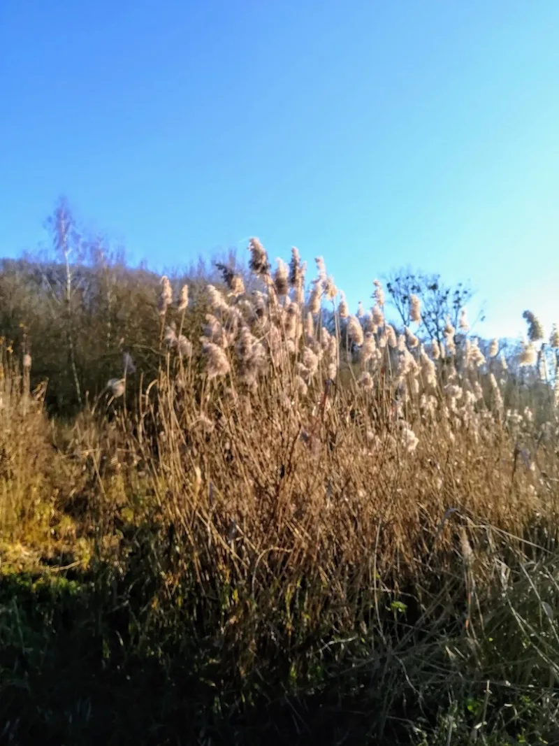 Beek — foto 10