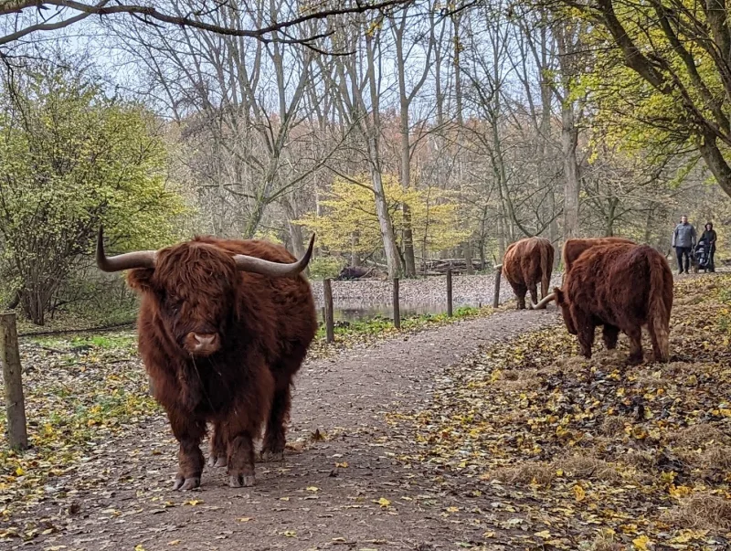 Bergschenhoek — foto 7