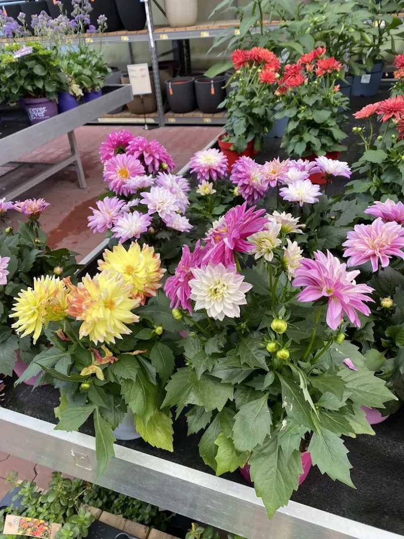 Beverwijk: Megastore & tuincentrum — foto 9