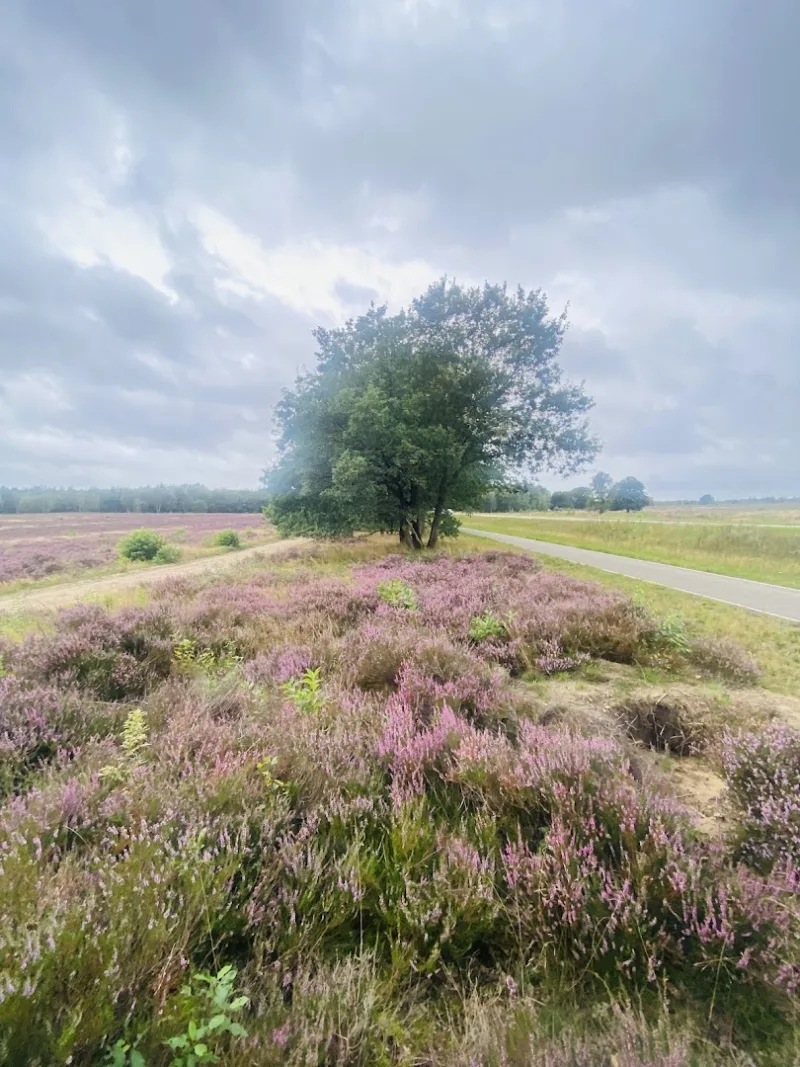 Ede — foto 4