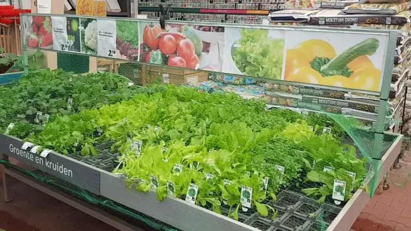 Groningen Damsterdiep: Megastore & tuincentrum — foto 10