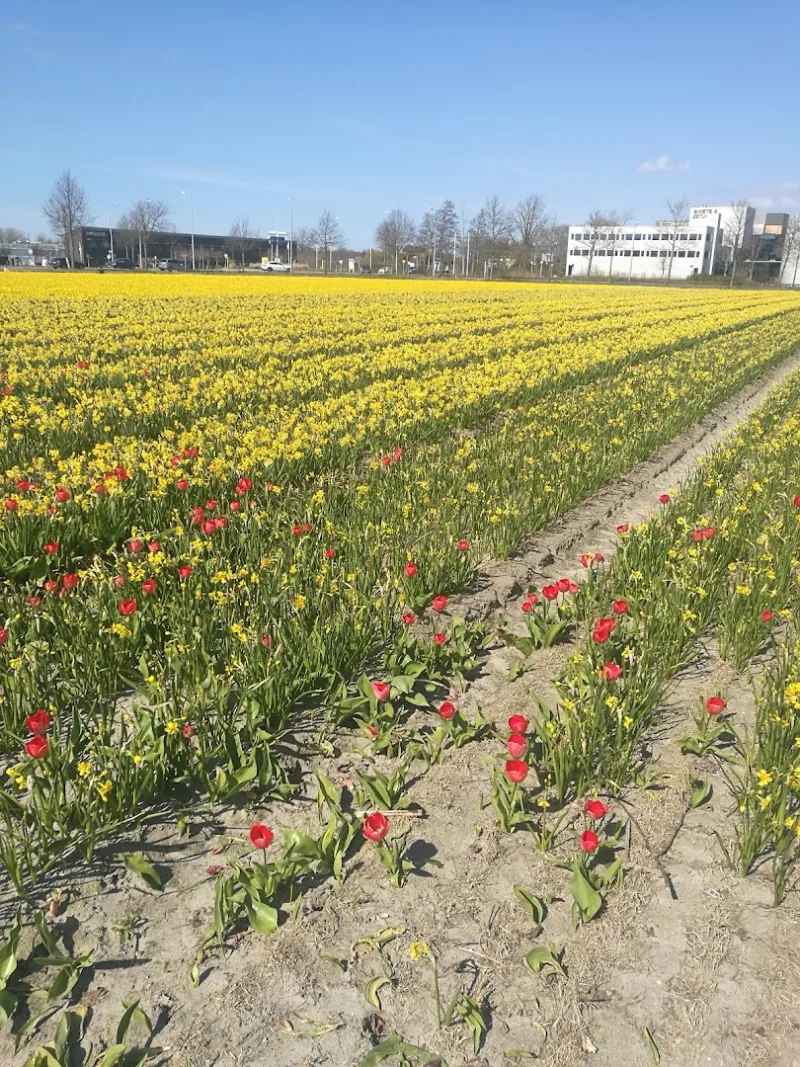 Noordwijk — foto 5