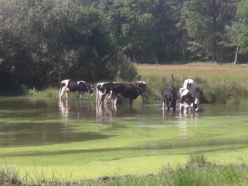 Oisterwijk — foto 10