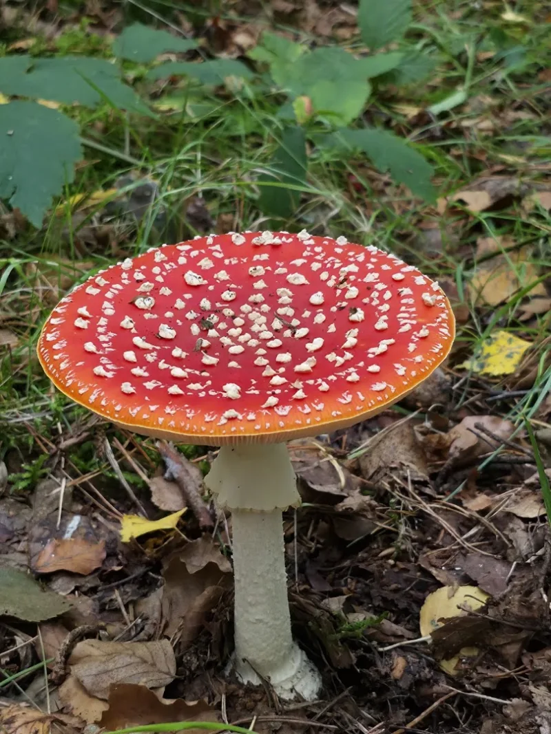 Oisterwijk — foto 10