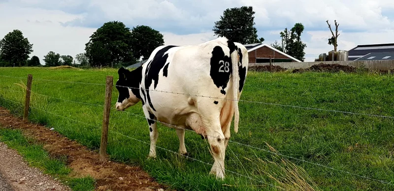 Raamsdonksveer — foto 7