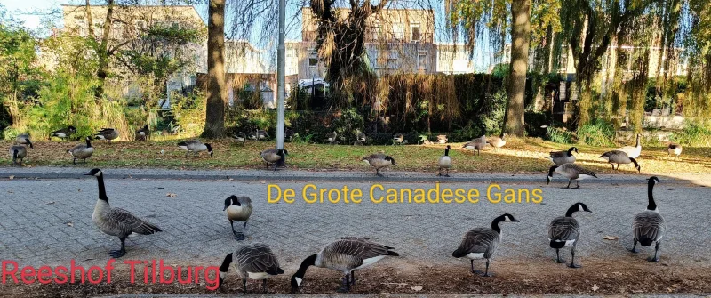 Tilburg Reeshof — foto 10