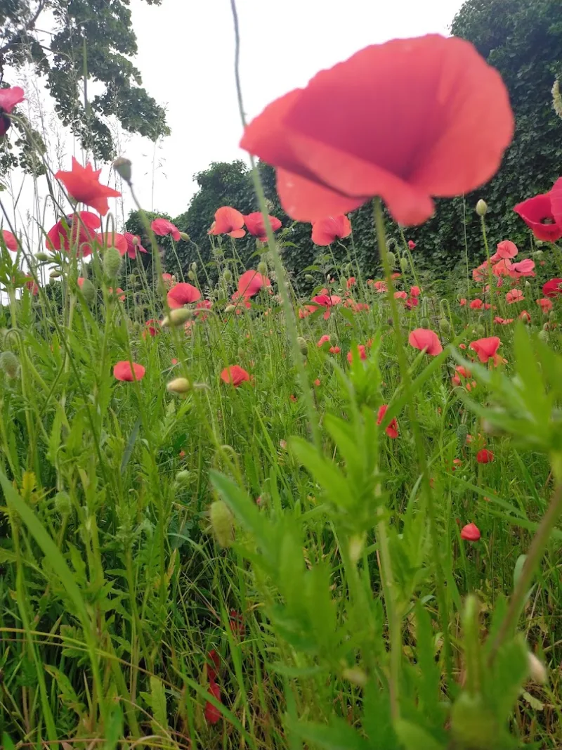 Tilburg Reeshof — foto 9