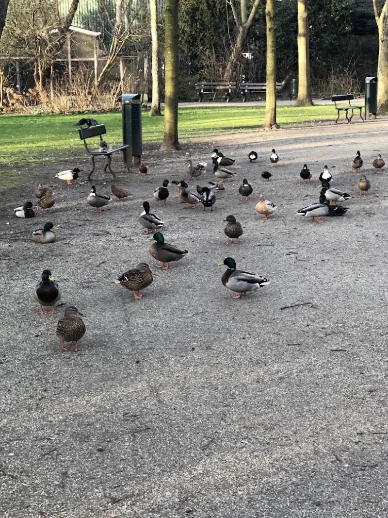 Wormerveer — foto 2